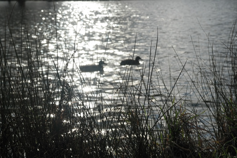 canards au lac de Vincennes