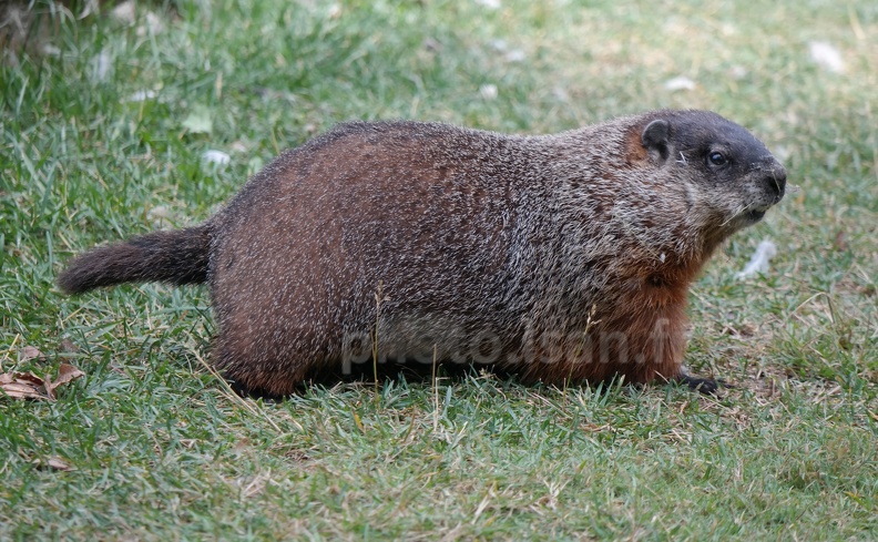 marmotte canadienne