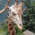 Girafe se gratte l'oreille