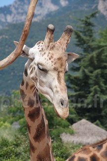 Girafe se gratte l'oreille