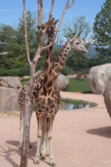 couple de Girafes