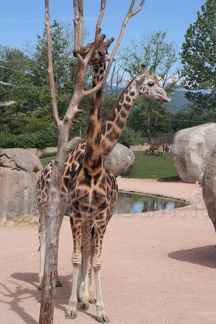 couple de Girafes