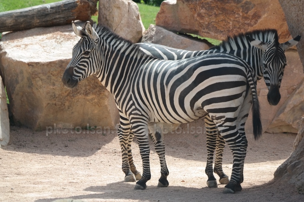 Camouflage de zebre