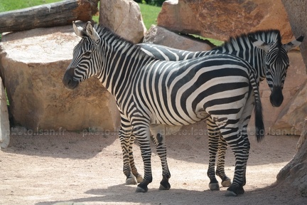 Camouflage de zebre